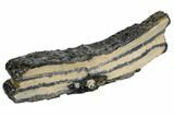 Mammoth Molar Slice With Case - South Carolina #106554-2